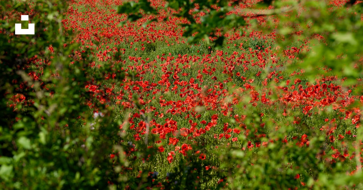 Un buisson aux fleurs rouges photo – Image gratuite de La nature sur ...