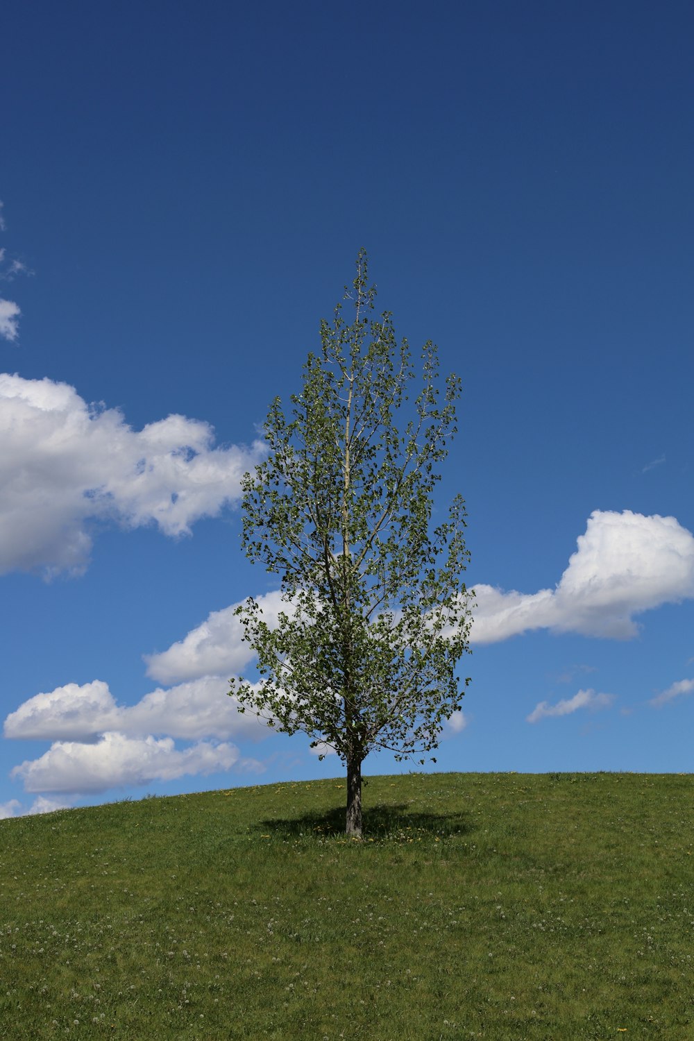 a tree in a field