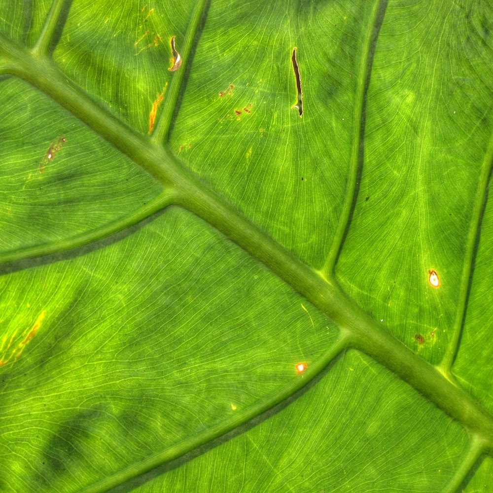 a close up of a leaf