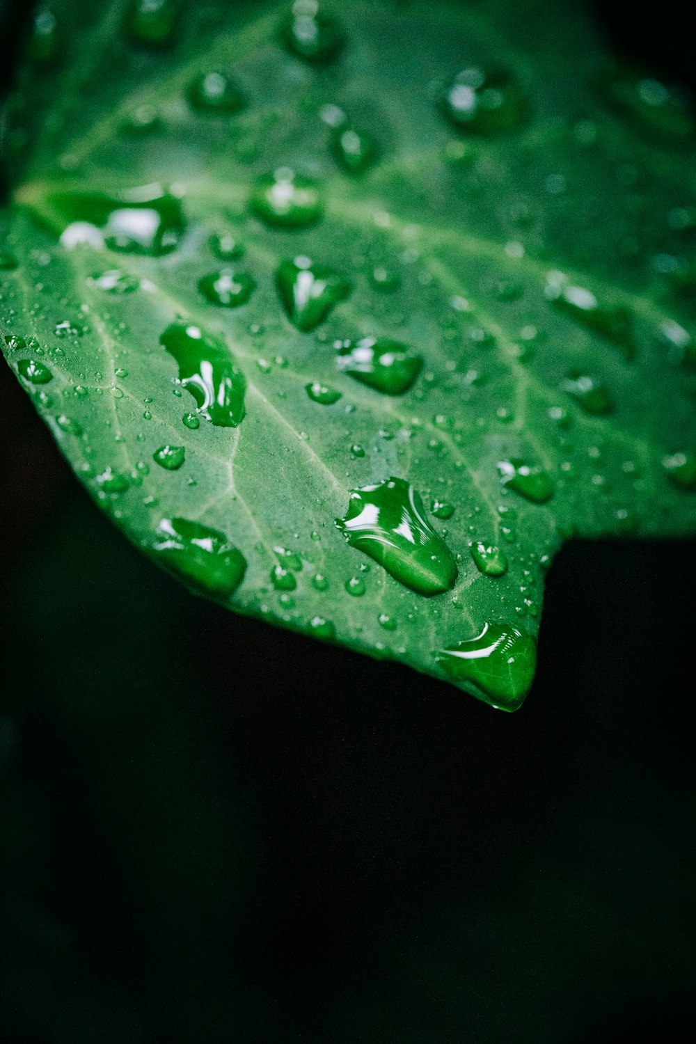 a close up of a leaf