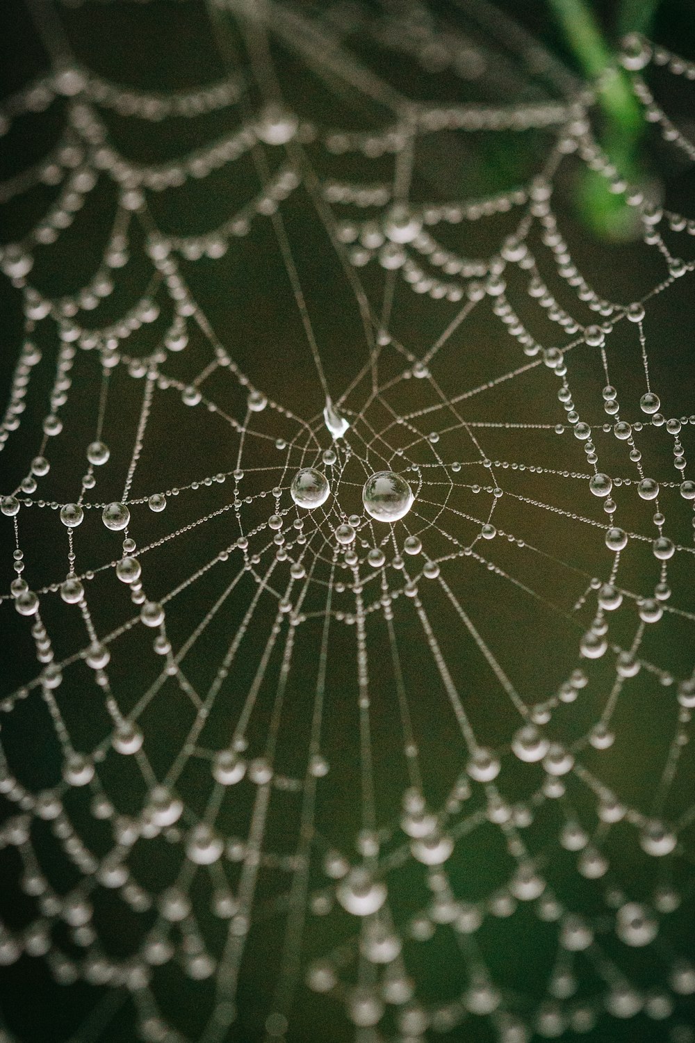 a spider web with dew drops