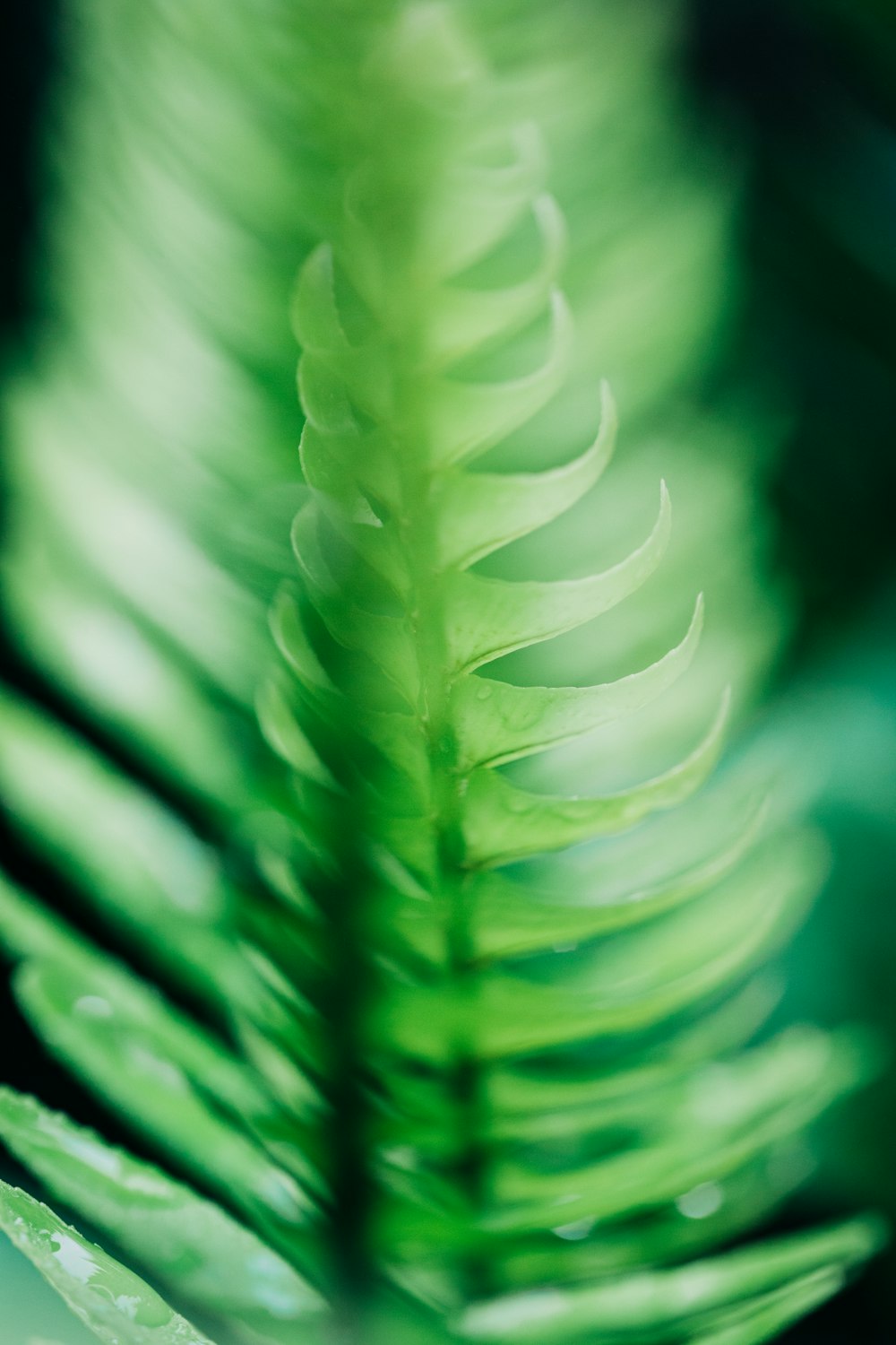 a close up of a plant