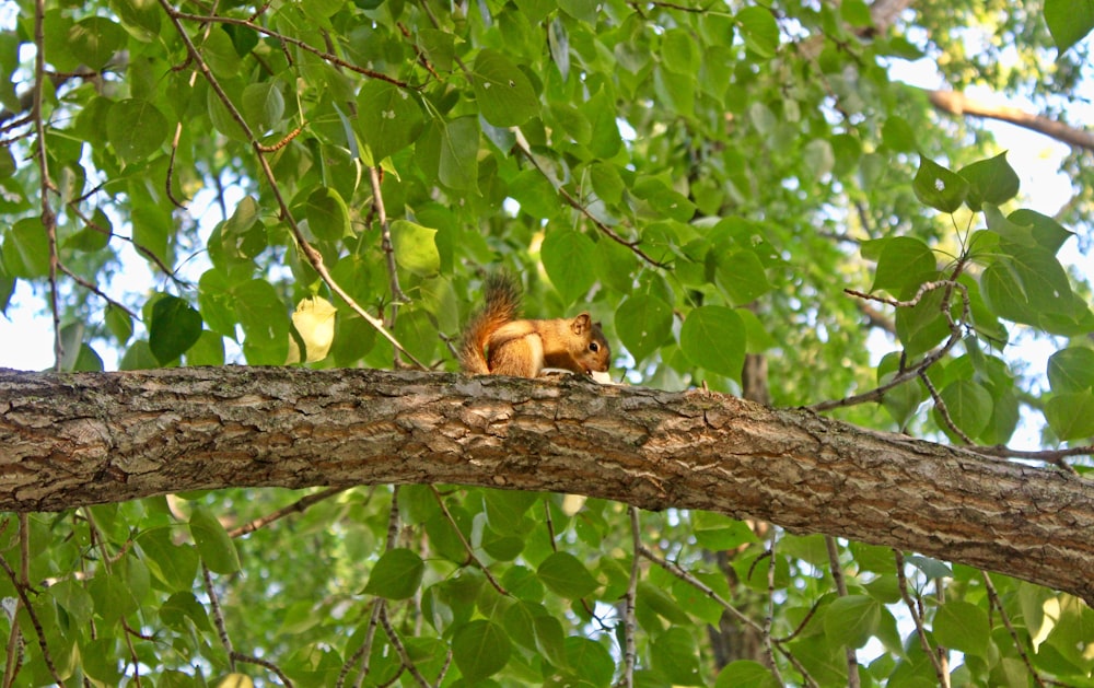 a squirrel on a tree branch