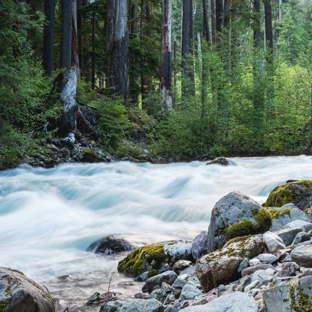 a river flowing through a forest