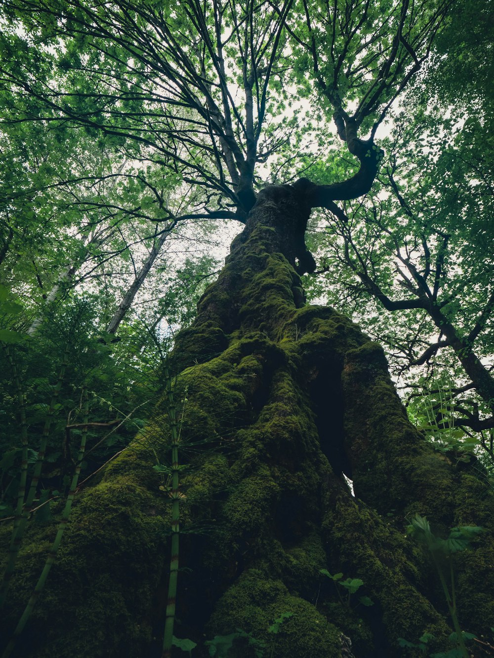 a tree with many branches