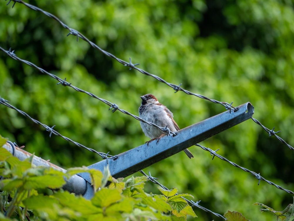 Un pájaro sentado en una línea eléctrica