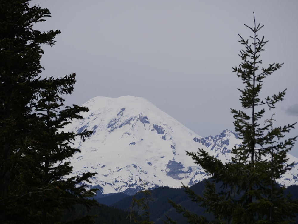 a snowy mountain with trees