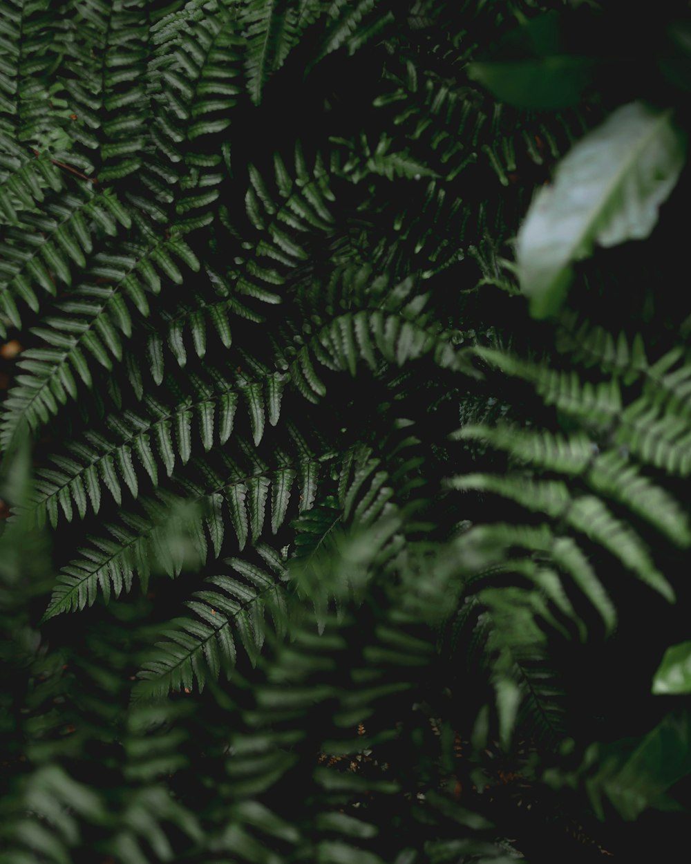 a close up of a pine tree