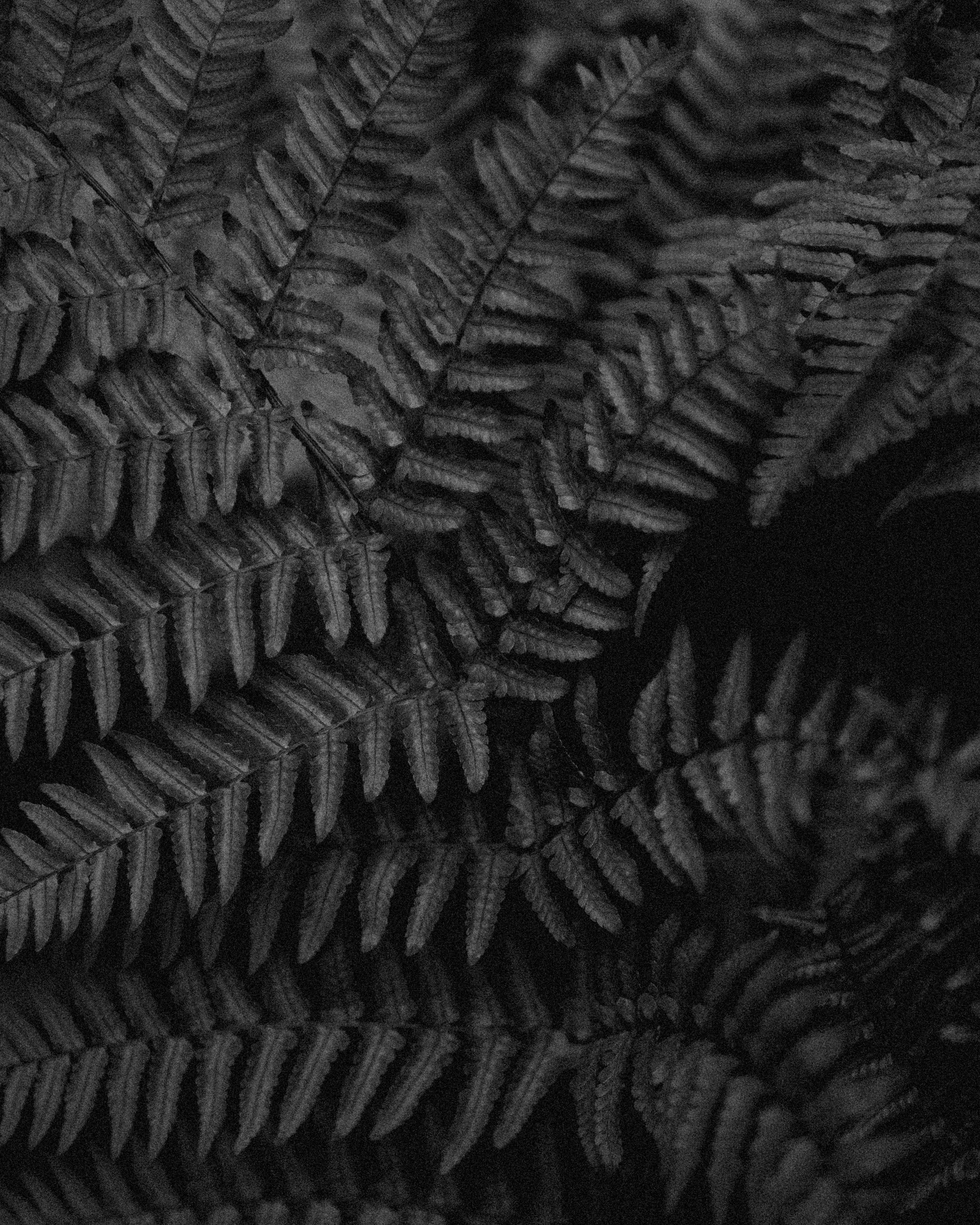 Black and white ferns