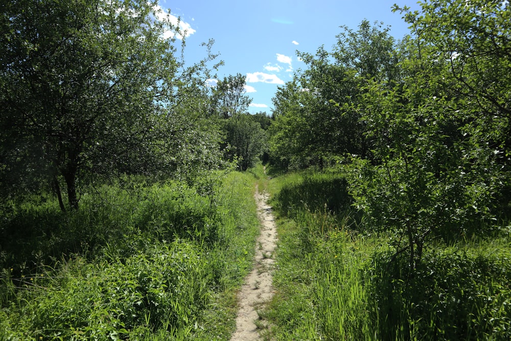 a dirt road through a forest