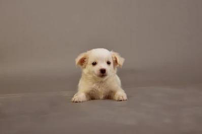 Sweet teacup Maltese puppy resting peacefully with a gentle gaze.