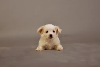 Sweet teacup Maltese puppy resting peacefully with a gentle gaze.