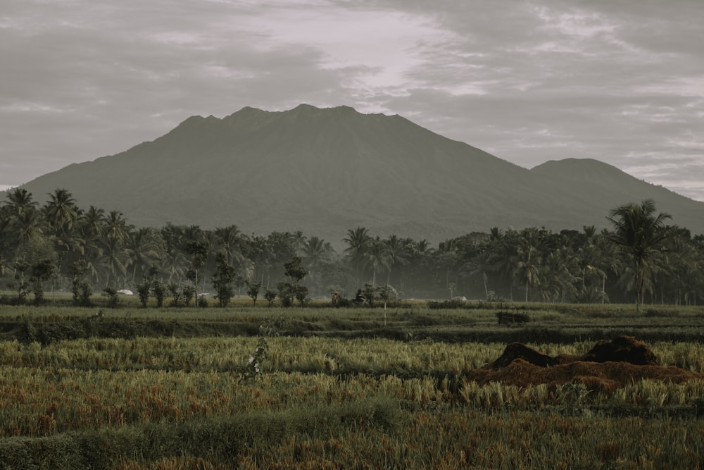 a field with trees and a mountain in the background