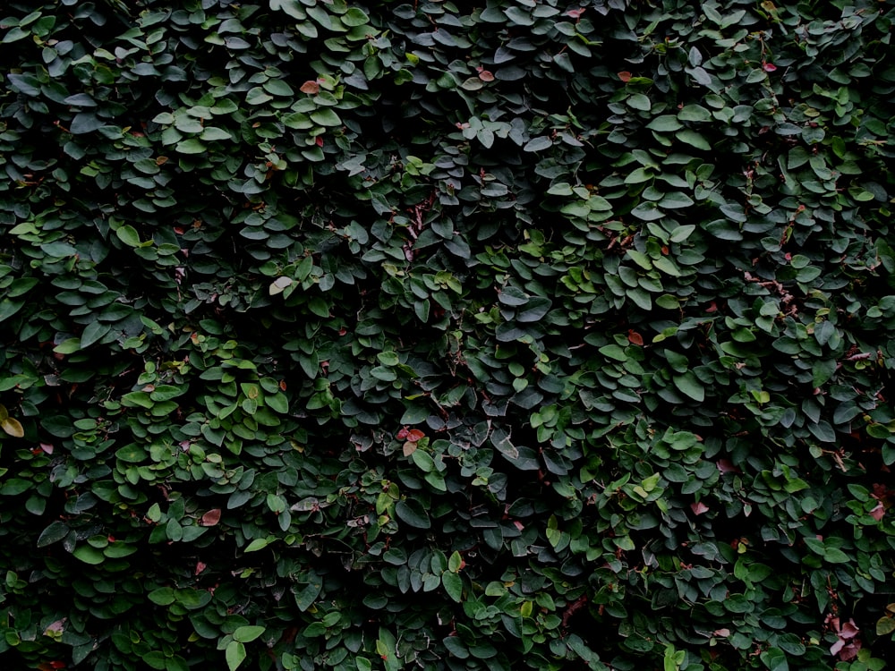 un cespuglio con foglie verdi