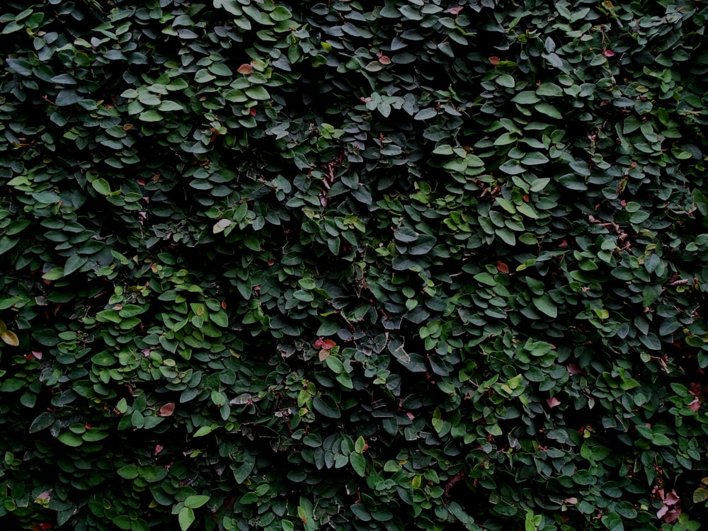 a bush with green leaves