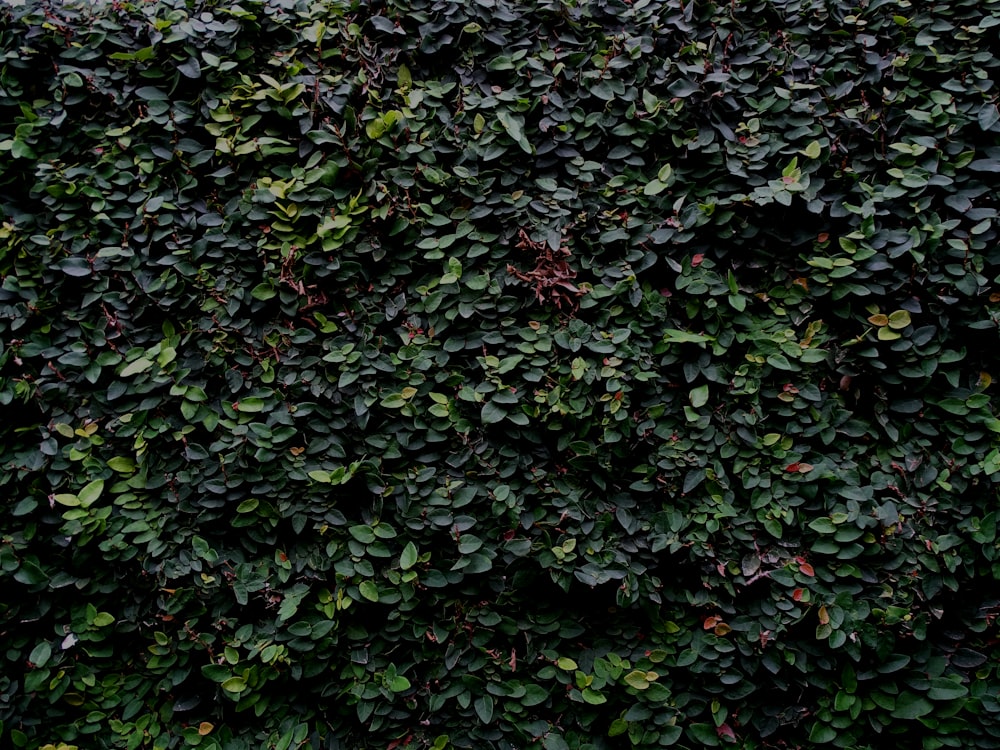 a bush with green leaves