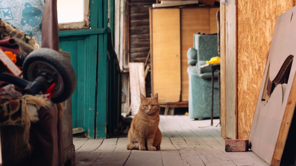 a cat sitting outside a house