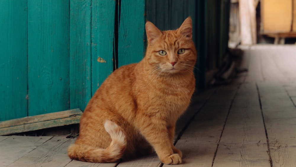 un gatto seduto su un portico