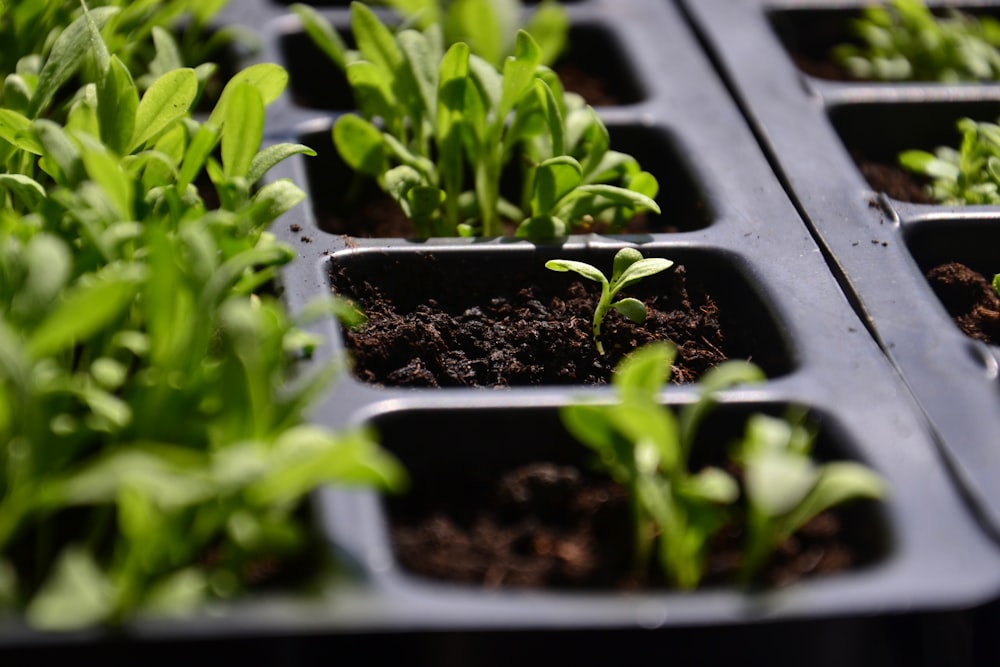 a group of plants in a container