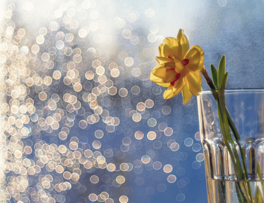 a yellow flower in a glass vase