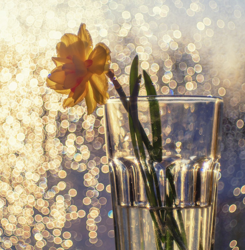 a yellow flower in a glass vase