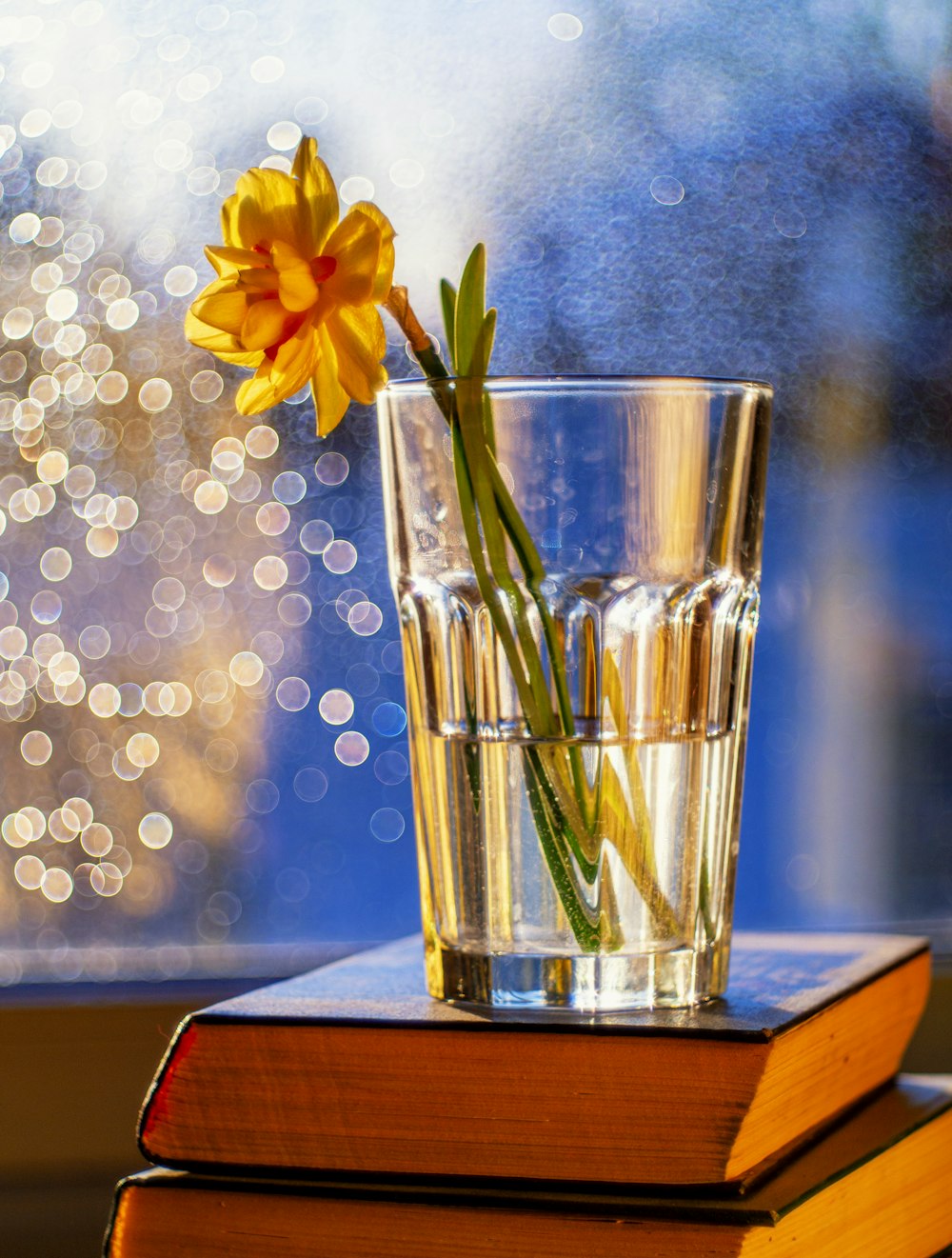 a yellow flower in a glass vase