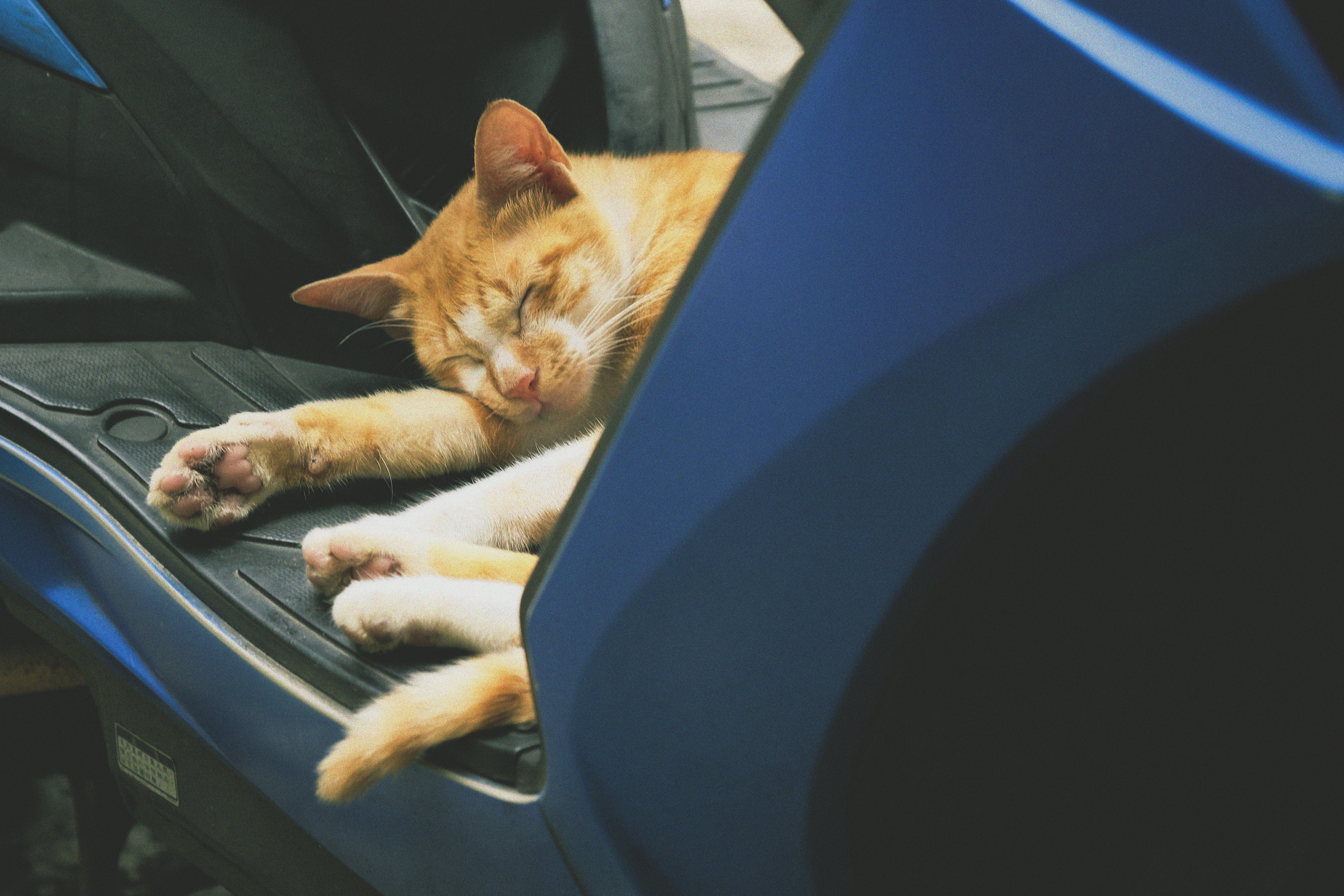 a cat sleeping on a chair