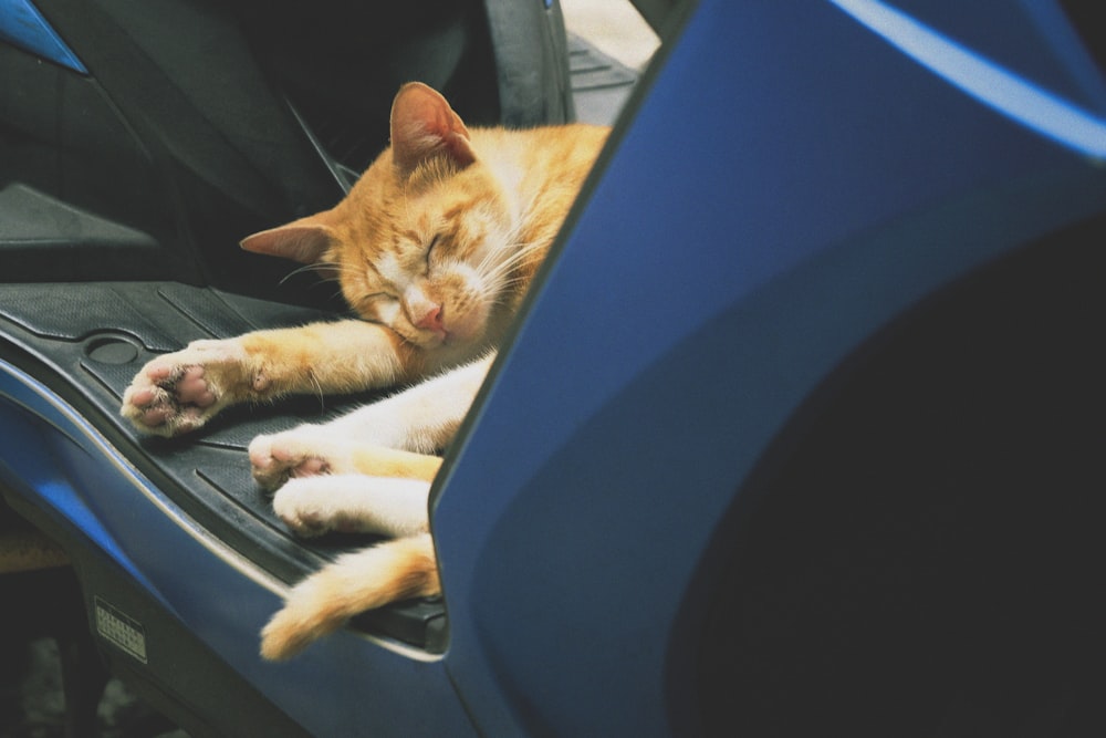 a cat sleeping on a chair