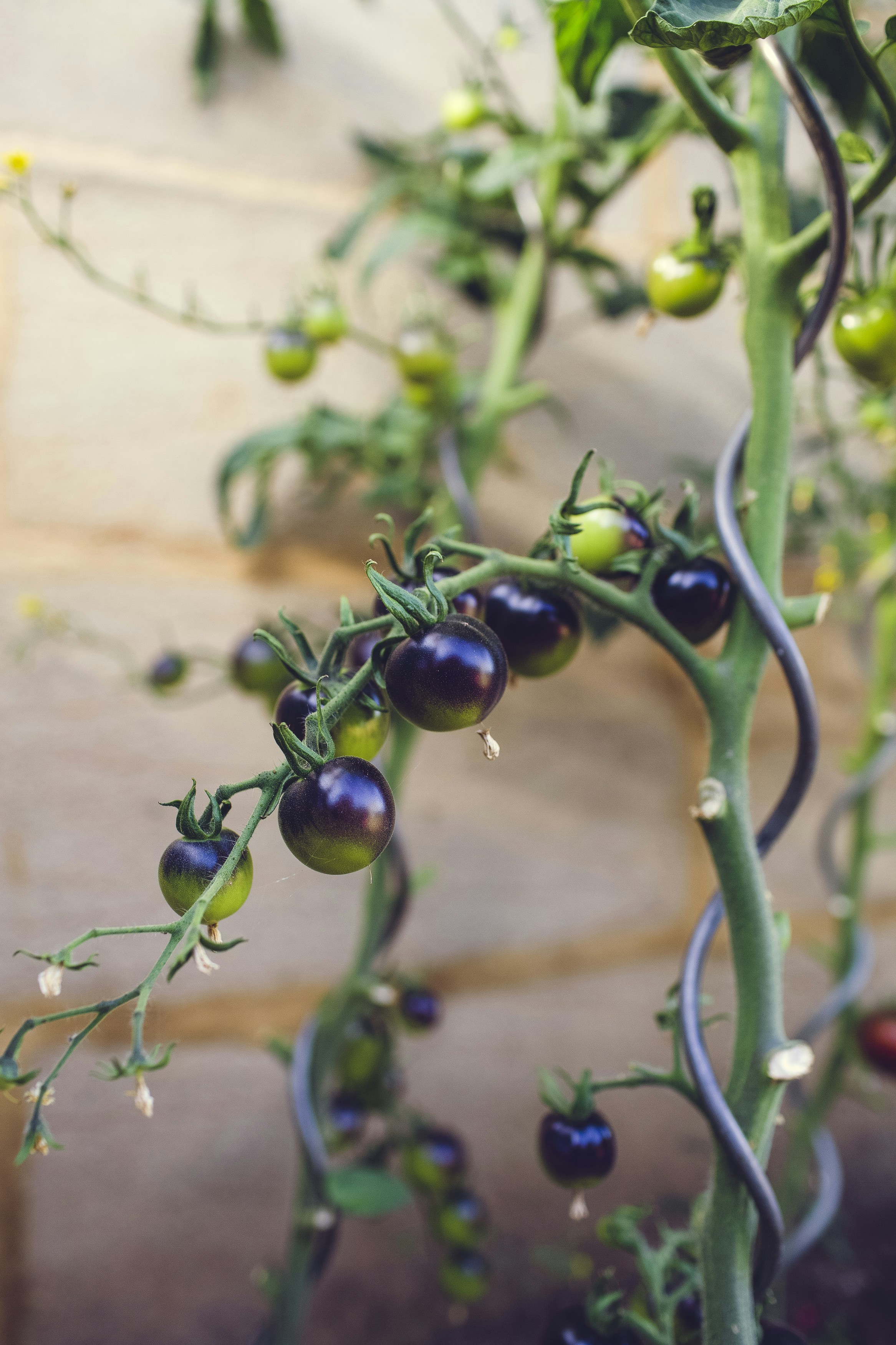 a close-up of some berries