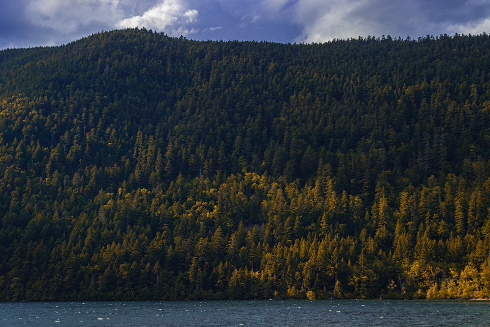 a body of water with trees around it