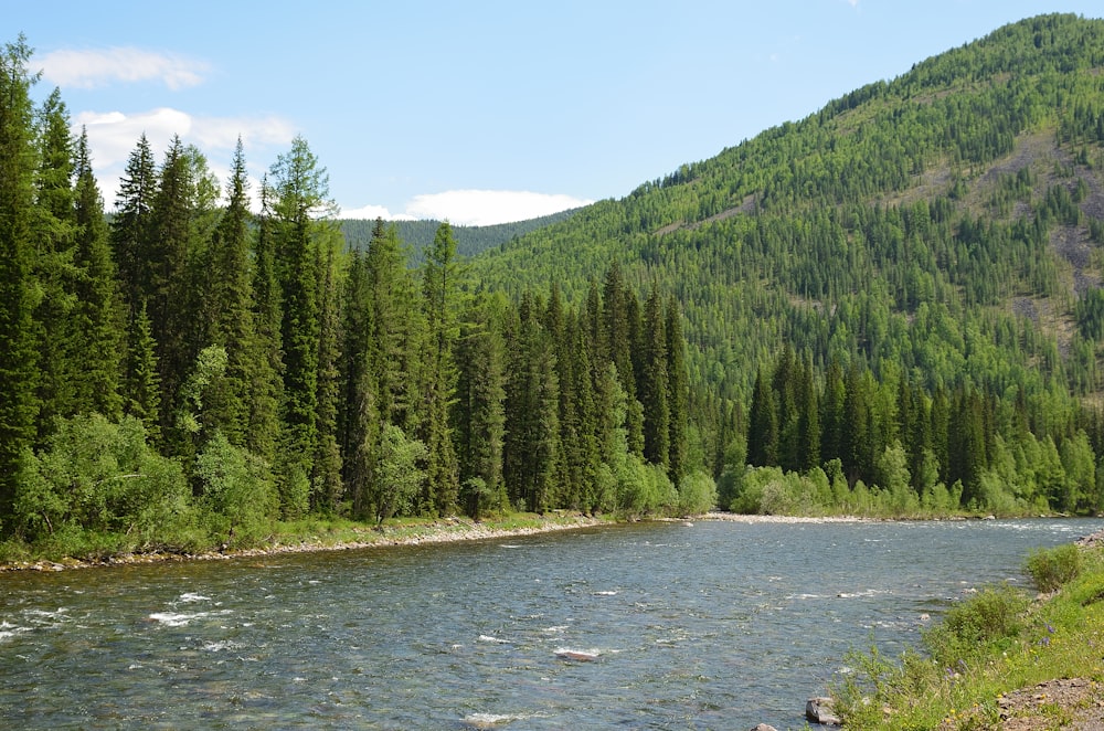 a river with trees on the side with Clearwater National Forest in the background