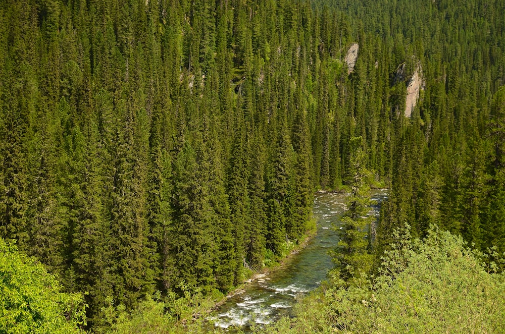 a river running through a forest