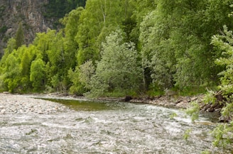 A flowing river bordered by lush green trees, with a rocky shoreline. The water appears clear, and the surrounding vegetation is dense and vibrant, suggesting a healthy, untouched natural environment.