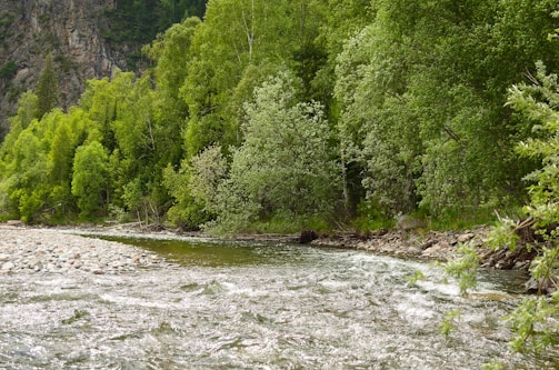 A flowing river bordered by lush green trees, with a rocky shoreline. The water appears clear, and the surrounding vegetation is dense and vibrant, suggesting a healthy, untouched natural environment.