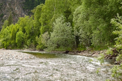 Volunteers cleaning a pristine riverbank surrounded by lush greenery.