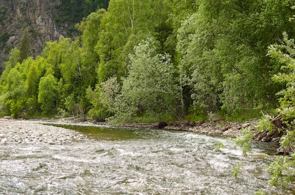 A restored riverbank with native plants flourishing alongside clear flowing water.