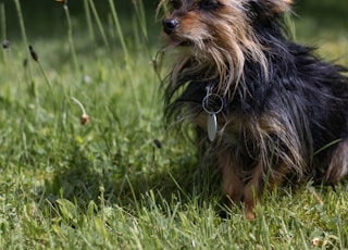 Chihuahua-Yorkshire dog sitting between Fox-and-cubs flowers on the lawn