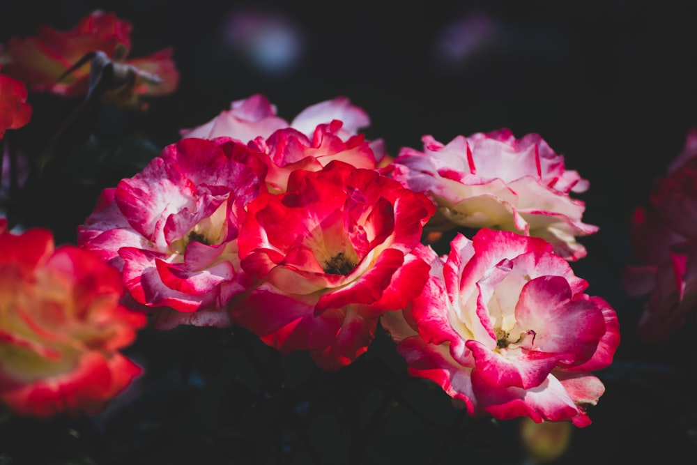 a group of flowers