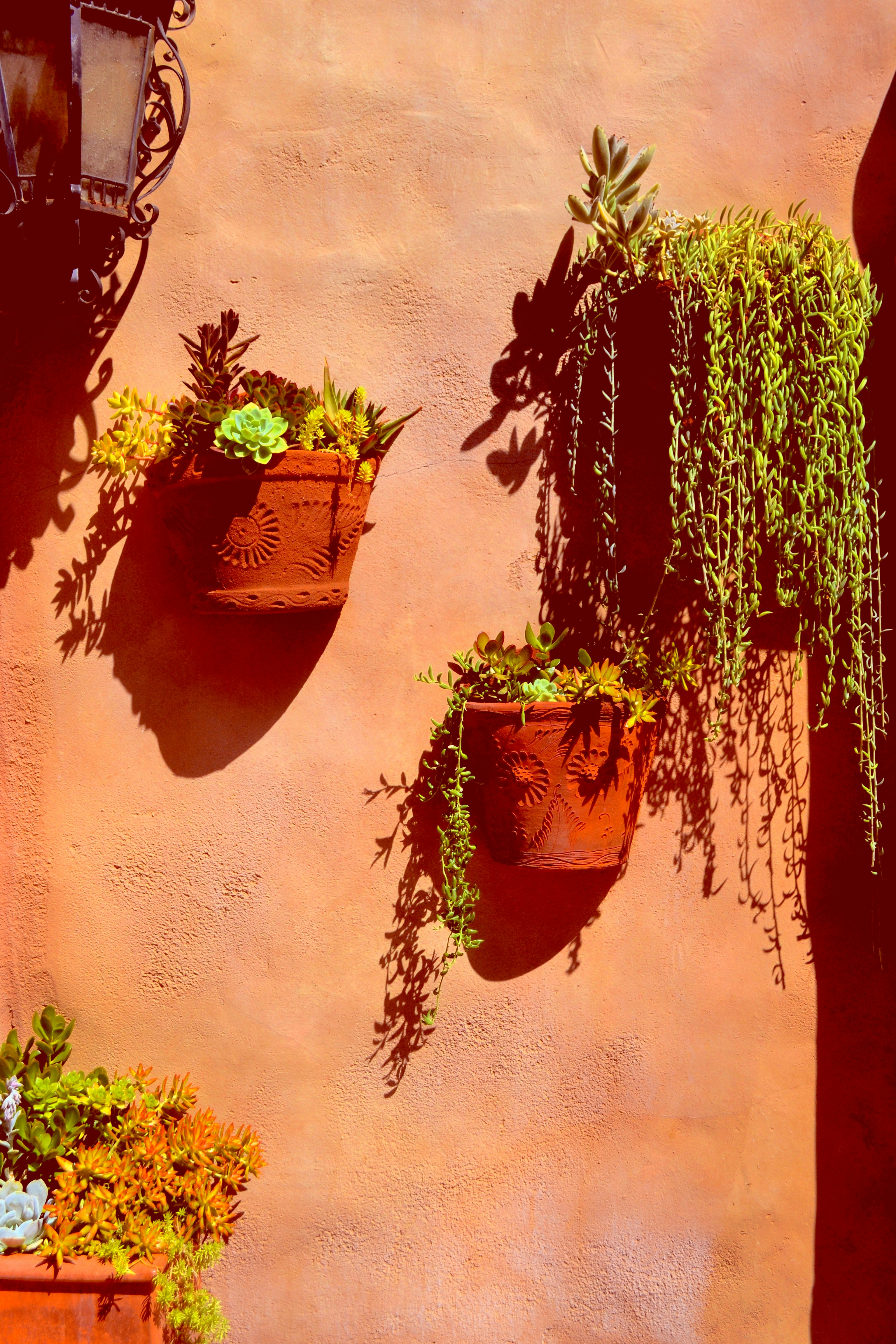 A group of potted plants