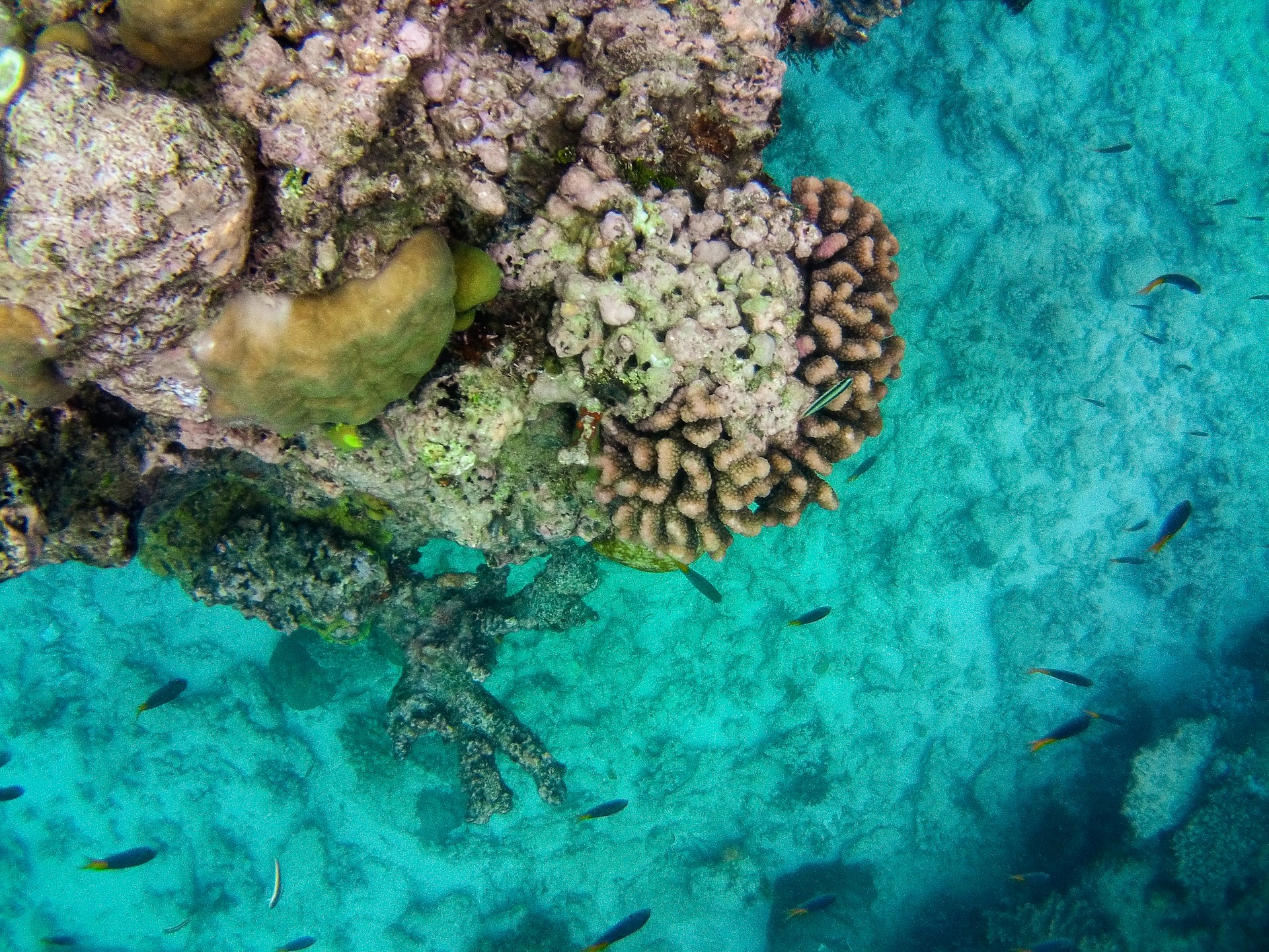 a group of fish swimming in the ocean