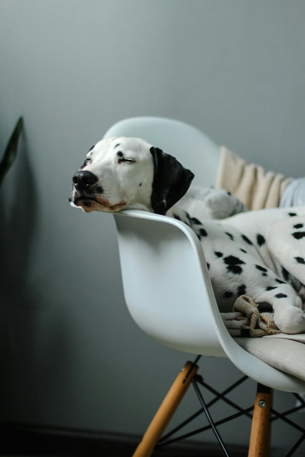 a dog lying on a chair