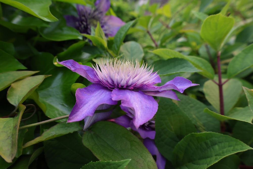 a purple flower surrounded by green leaves