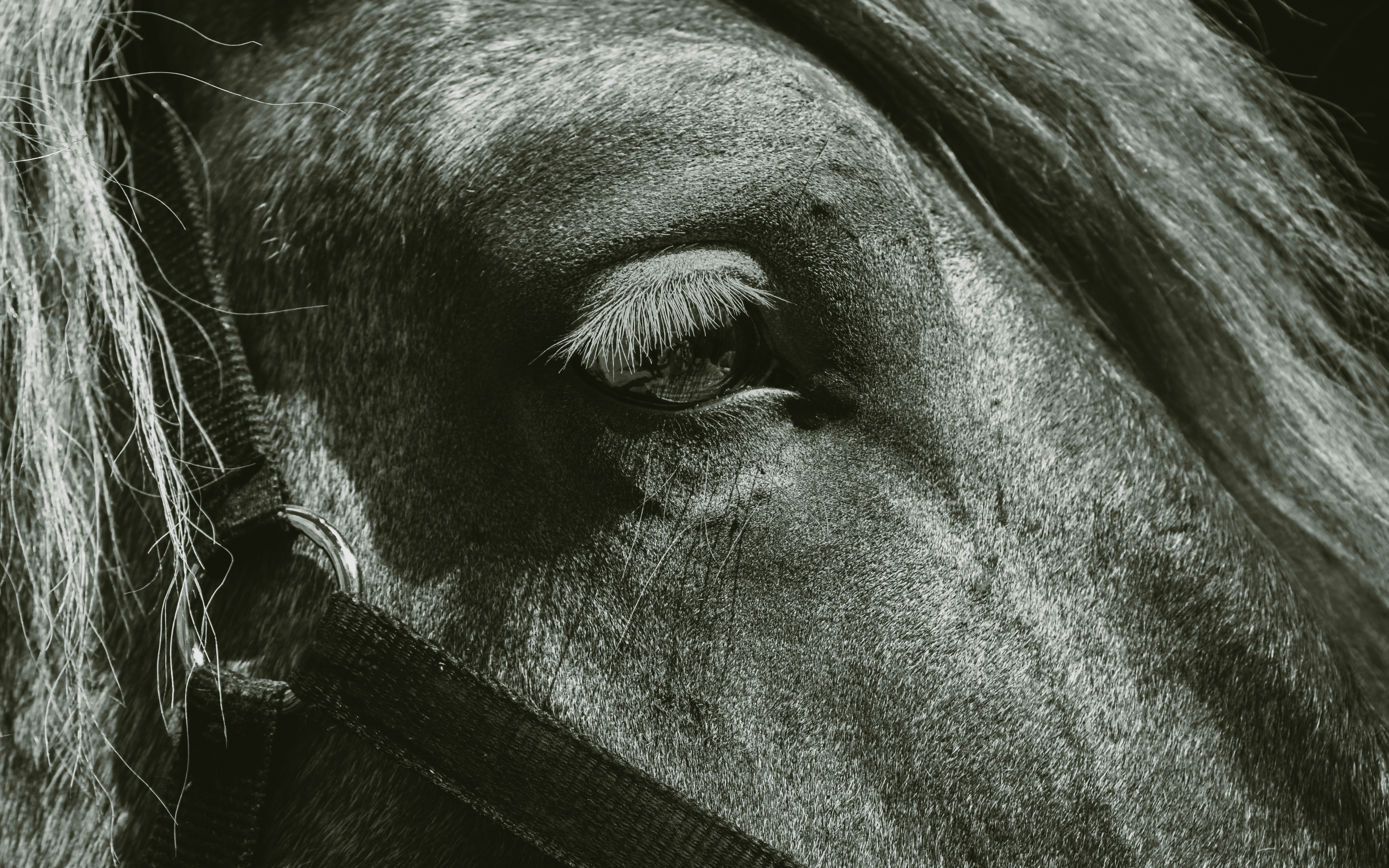 Best Bojack Horseman Quotes That Hit Like a Gut-Punch