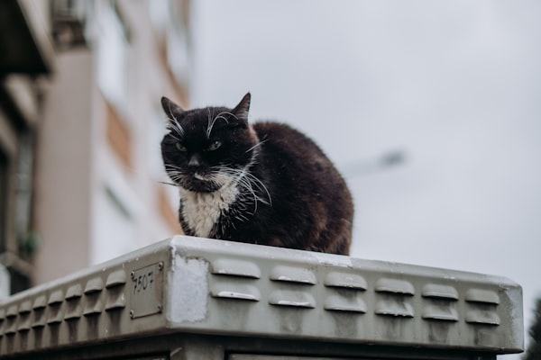 a black cat with a white chest sitting on top of a metal platform in an urban setting