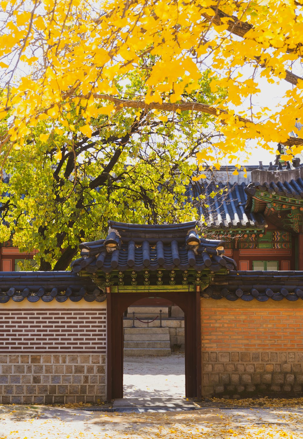 a tree with yellow leaves