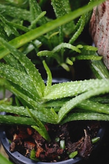 Close-up of vibrant green aloe vera plants with dew-like water droplets clinging to the surface of the thick, fleshy leaves. The plants are situated in a black pot filled with brown soil and pieces of bark.