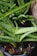 Close-up of vibrant green aloe vera plants with dew-like water droplets clinging to the surface of the thick, fleshy leaves. The plants are situated in a black pot filled with brown soil and pieces of bark.