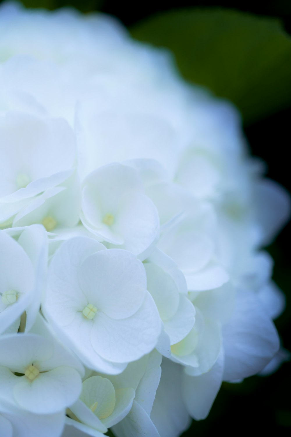 a close up of a white flower