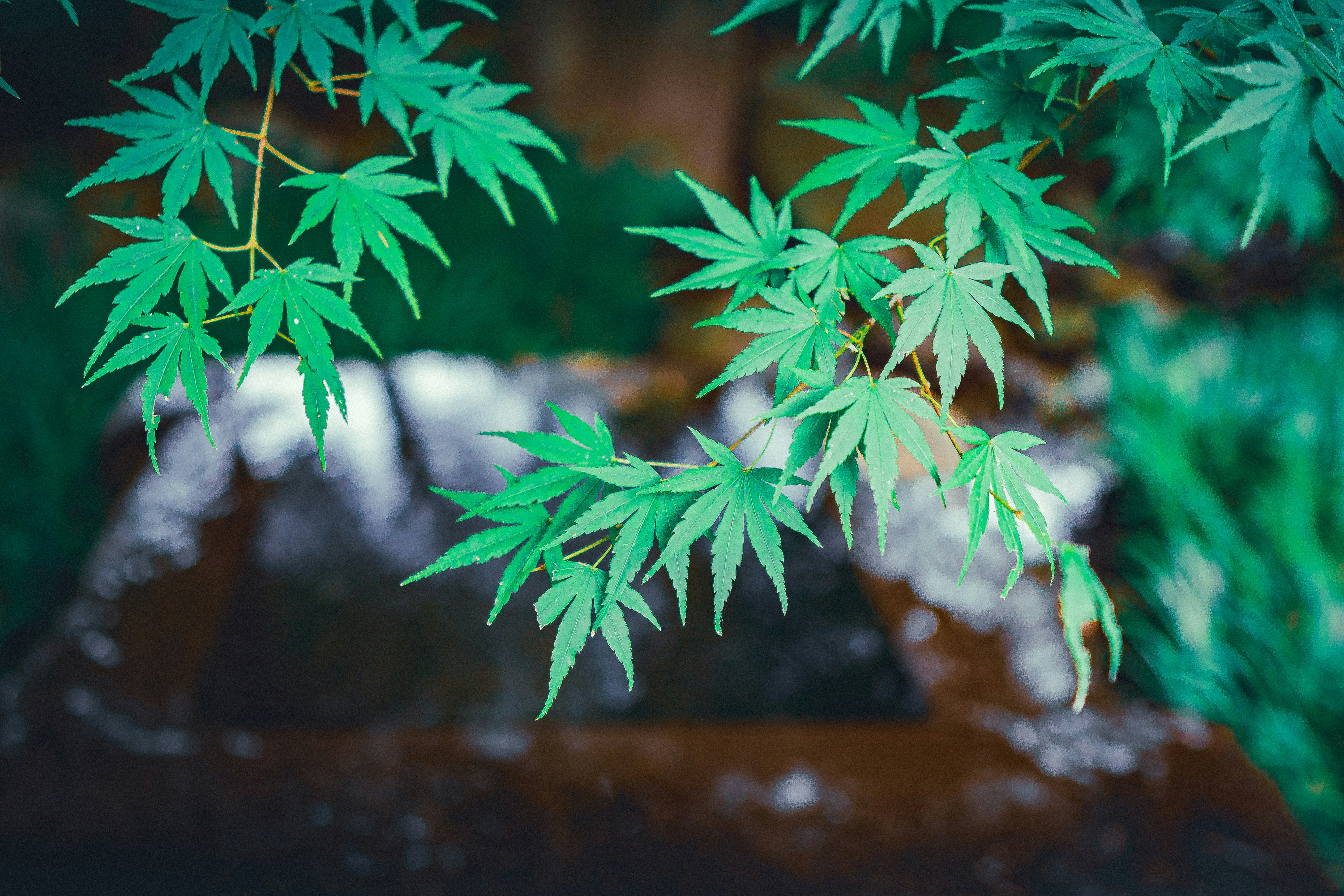a waterfall with green leaves