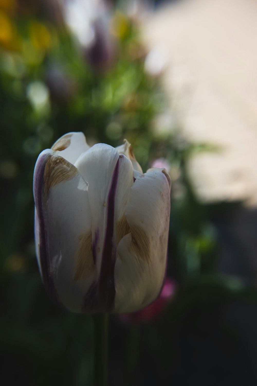 いくつかの花のクローズアップ